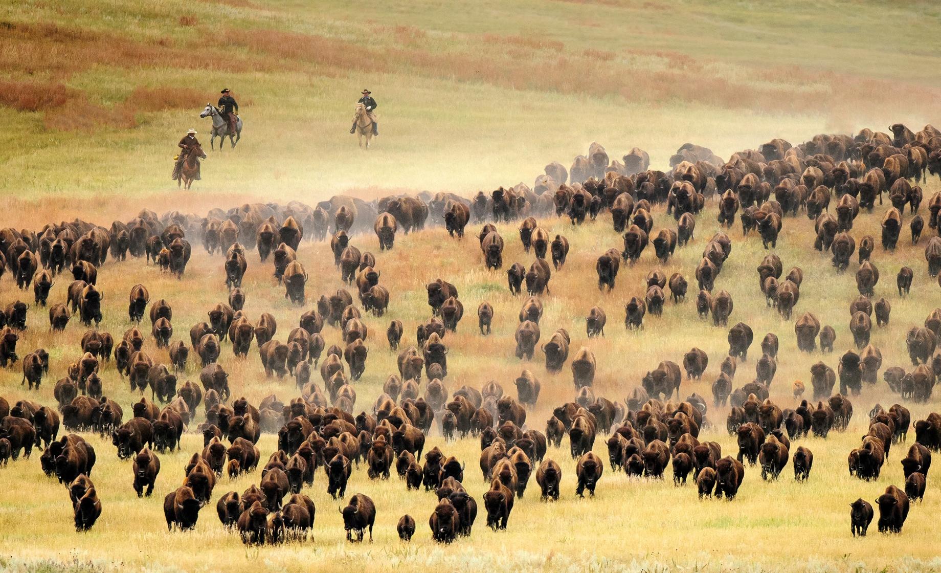 Buffalo Roundup 2024 Orsa Sabina